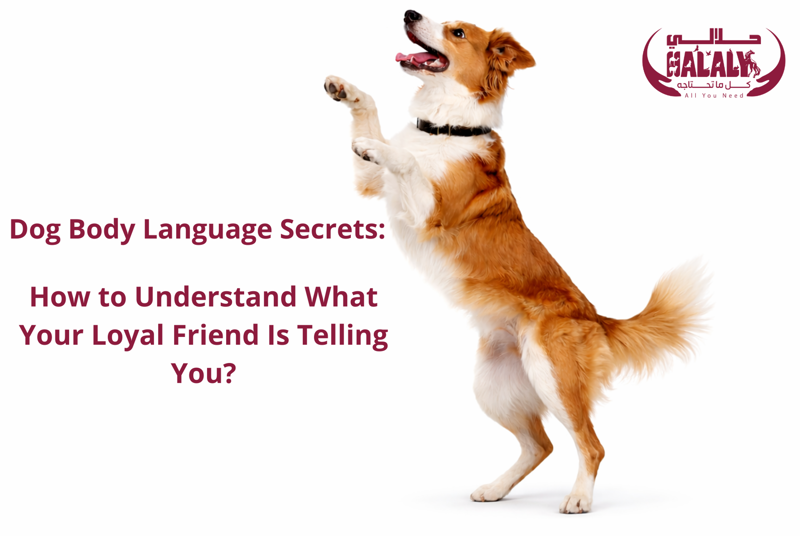 Dog Body Language Secrets: How to Understand What Your Loyal Friend Is Telling You?